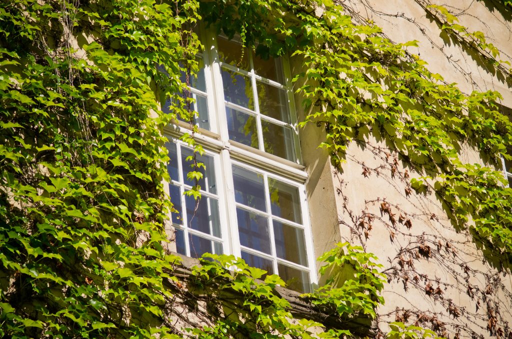 Clean Sash Windows Image